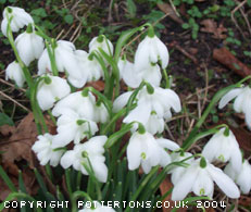 Galanthus nivalis 'Flore Pleno' (Sept to Oct delivery)